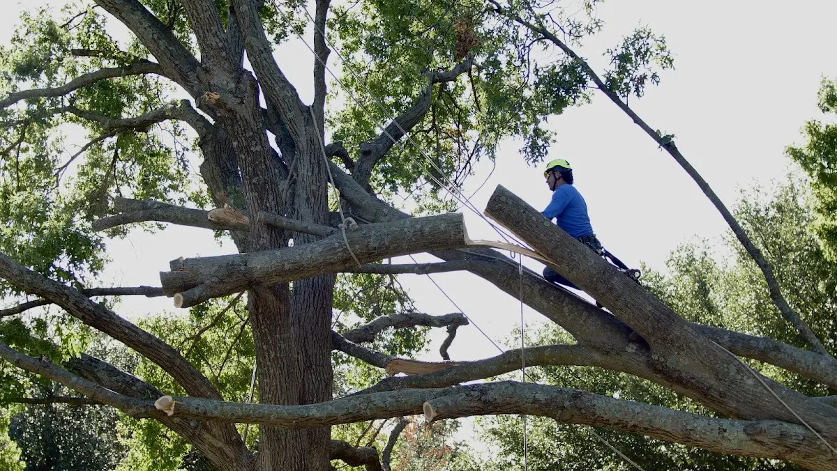 Professional Crown Thinning performed by certified arborists in Westmont